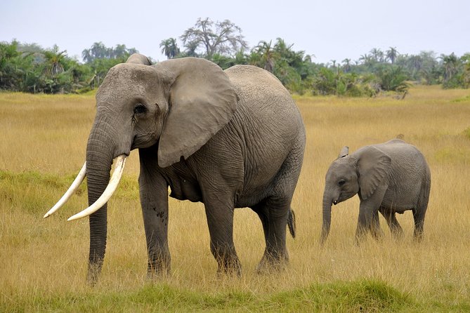 2 Days Amboseli Getaway Trip - Kilimanjaro views: how to set your expectations without losing the magic
