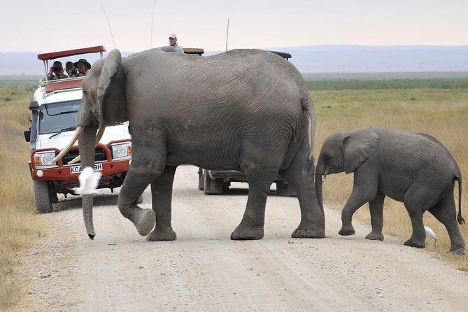 2 Days Amboseli Getaway Trip - Elephant time, including Tim the long-tusk story
