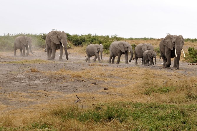 2 Days Amboseli Getaway Trip - Wildlife spotting is half the trip: why guides matter here