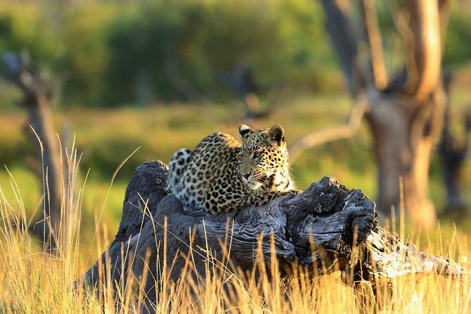 2 days Amboseli National Park Safari - Key things you’ll notice right away