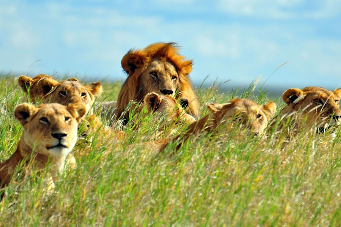 2 days Amboseli National Park Safari - Game drives inside Amboseli, from afternoon to dusk