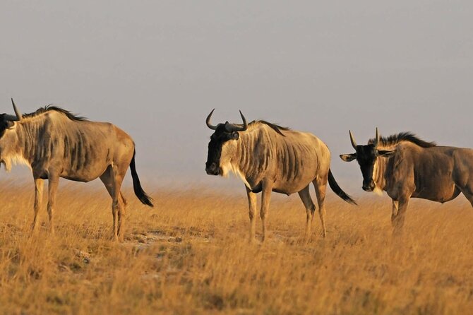 2 days Amboseli National Park Safari - The small details that make it feel smoother