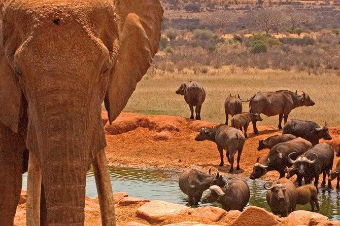 2 Days Amboseli National Park Safari- Guarantee Daily Departure - Why Amboseli feels like the classic Kenya you imagined