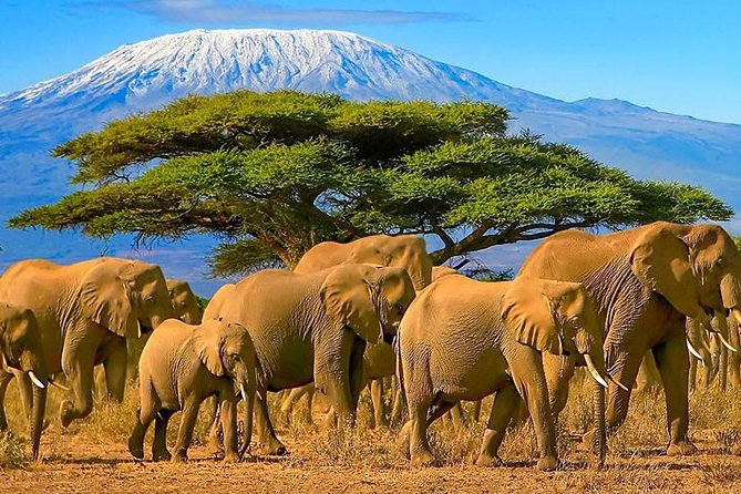2 Days Amboseli National Park Safari- Guarantee Daily Departure - Overnight in Amboseli: meals, rest, and being ready for the early start