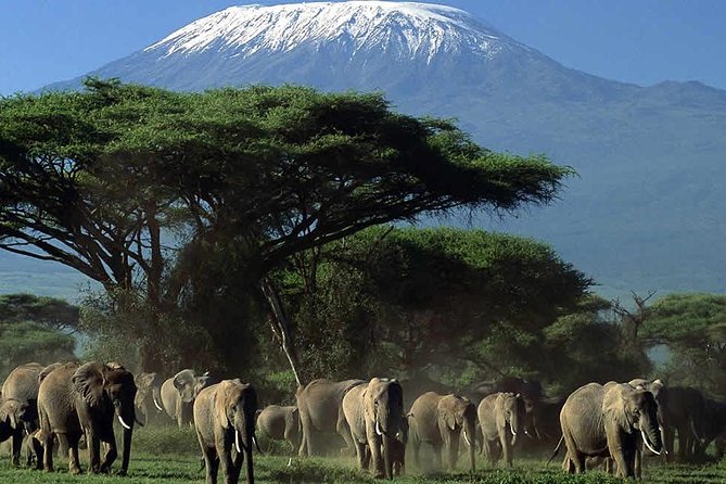 2 Days Amboseli National Park Safari- Guarantee Daily Departure - Price and value: what $462.34 covers, and what to budget separately