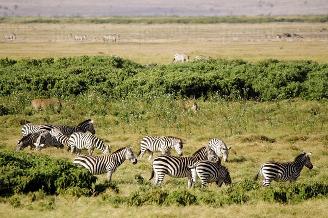 2 days Amboseli National Park Safari - AA Lodge overnight, with comfortable downtime between drives