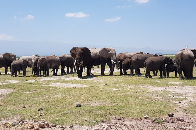 2 Days Amboseli Park Overnight Private Safari - Key things you’ll like about this Amboseli overnight private safari