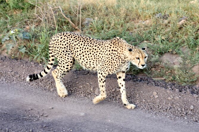 2 Days Amboseli Park Overnight Private Safari - Amboseli in 2 days: the real draw is Mt. Kilimanjaro plus elephants