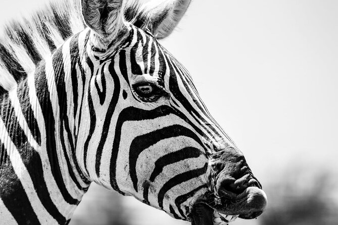 2 Days Amboseli Park Overnight Private Safari - Big 5 ambitions: what to expect without overpromising