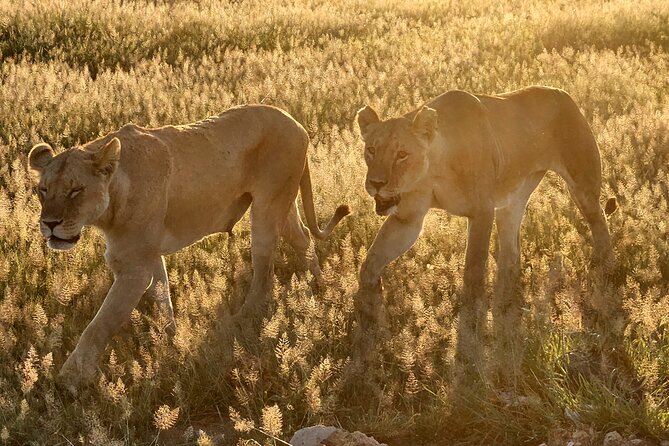 2 Days Amboseli Park Overnight Private Safari - Where the included meals fit into your comfort level