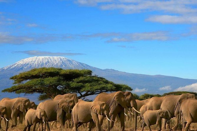 2 Days Amboseli Private Safari - Entering Amboseli: Why this park shines in just two days