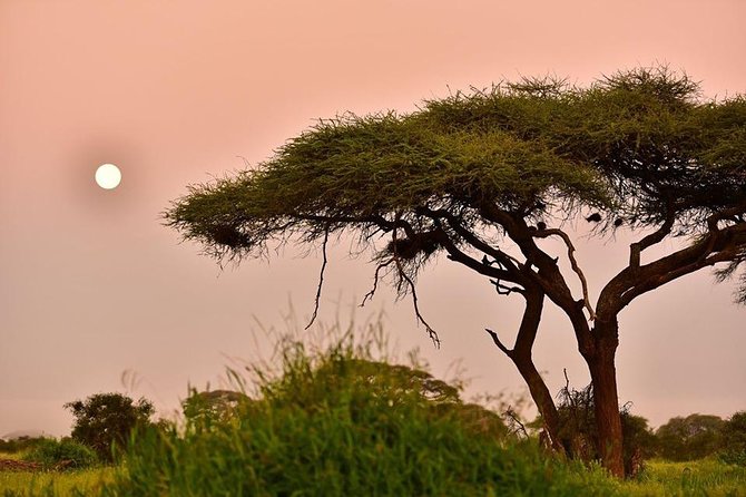 2 Days Amboseli Private Safari - Meals and comfort: What’s covered, what you should bring