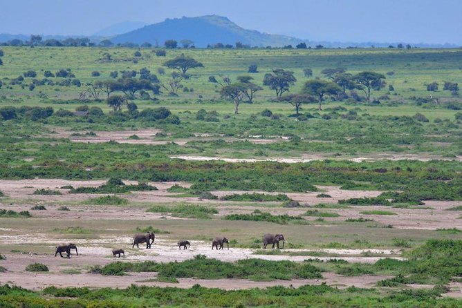 2 Days Amboseli Private Safari - Optional Maasai village visit: When culture fits the wildlife focus