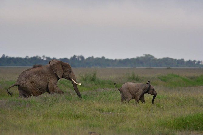2 Days Amboseli Private Safari - Who this private Amboseli safari is best for