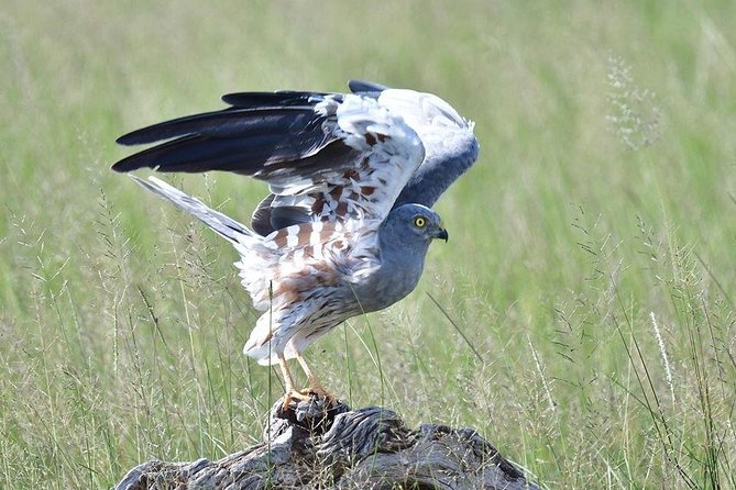 2 Days Amboseli Private Safari - FAQ
