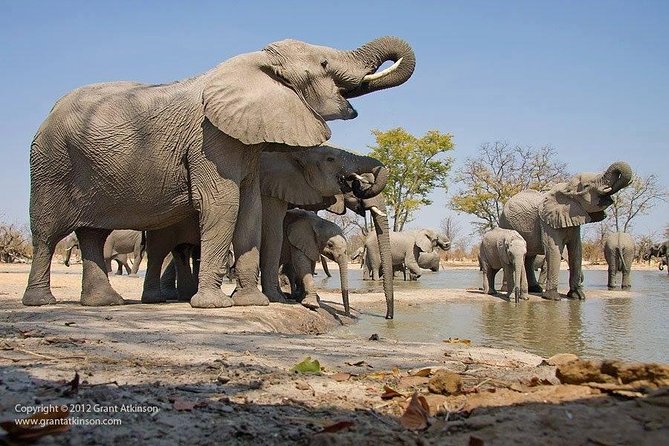 2 Days Amboseli Safari Adventure from Nairobi Classic Game Drives - Key things I’d circle before you book