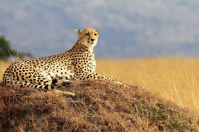 2 Days Amboseli Safari Adventure from Nairobi Classic Game Drives - Door-to-Door Pickup, Air-Conditioned Vehicle, and Meals That Actually Help