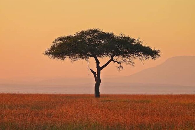 2 Days Amboseli Safari Adventure from Nairobi Classic Game Drives - Day One in Amboseli: Travel, First Drives, and Settling Into Safari Mode