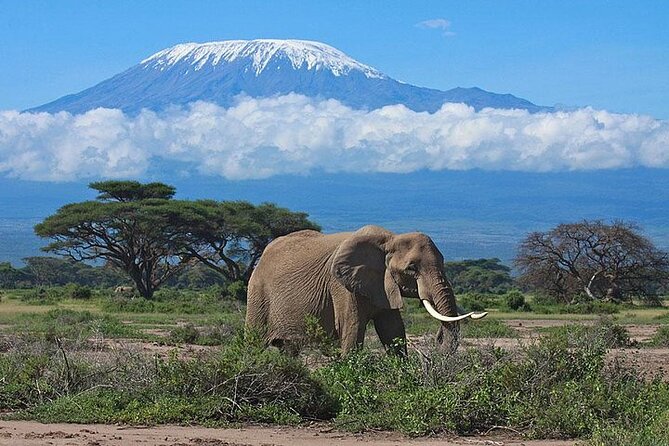 2 Days Amboseli Safari Adventure from Nairobi Classic Game Drives - Group Size, Your Driver, and What to Expect From the Human Side