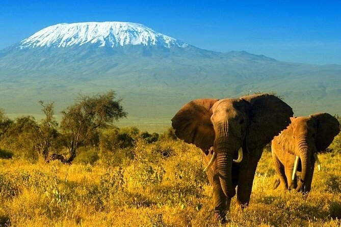 2 Days and 1 Night Amboseli Safari from Nairobi - Day 1: Nairobi to Amboseli, lodge check-in and dusk game drive