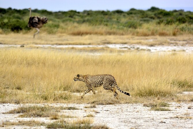 2 days group safari to Amboseli National park (Mon-Wed-Sat only) - Amboseli in 2 Days From Nairobi: What This Trip Gets Right