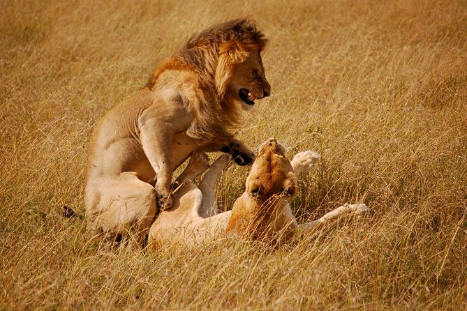 2 days group safari to Amboseli National park (Mon-Wed-Sat only) - Your One-Night Stay: AA Amboseli Lodge, Nyati Camp, Sentrim, or Similar