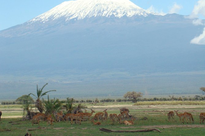 2 days group safari to Amboseli National park (Mon-Wed-Sat only) - Day 2 Morning Game Drive, Then Emali Stop Back to Nairobi