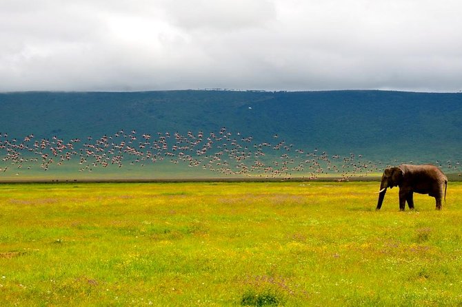 2 days group safari to Amboseli National park (Mon-Wed-Sat only) - Kilimanjaro Views and Animal Chances: How to Set Expectations in Amboseli