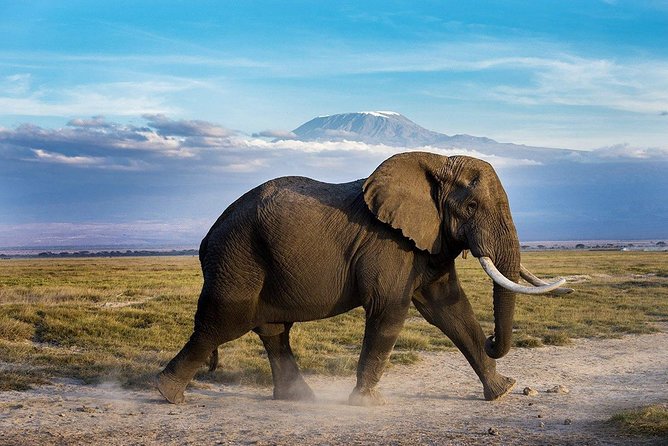 2 days group safari to Amboseli National park (Mon-Wed-Sat only) - Price and What You Pay For: Value, Entry Fees, and the Real Budget