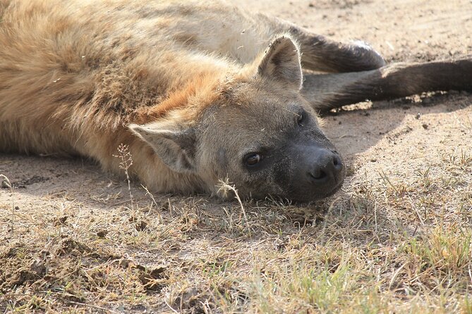 2 days group safari to Amboseli National park (Mon-Wed-Sat only) - Who Should Choose This Amboseli Group Safari, and Who Should Skip It