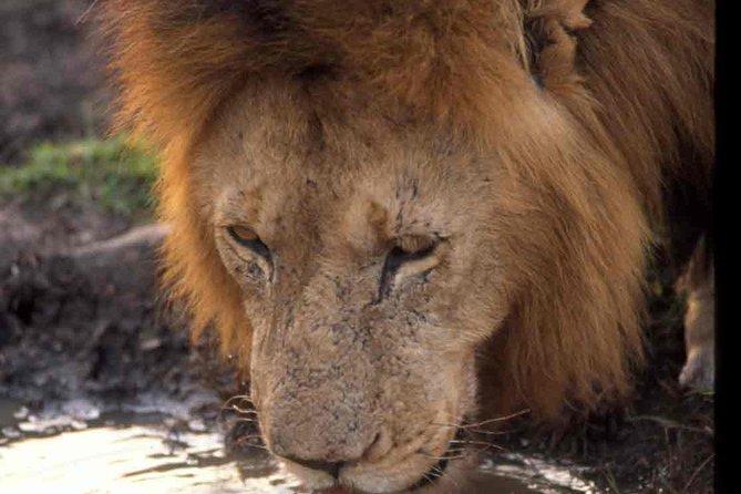 2 days group safari to Amboseli National park (Mon-Wed-Sat only) - Nairobi Pickup at 7:30, Safari Van Comfort, and the Pop-Up Roof Advantage