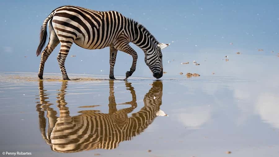 2 Days Group tour to Amboseli Using Landcruiser 4x4 Jeep - Key Points Before You Go