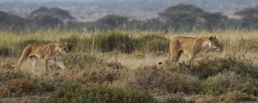 2 Days Group tour to Amboseli Using Landcruiser 4x4 Jeep - Two Days in Amboseli: What Makes This Safari Work
