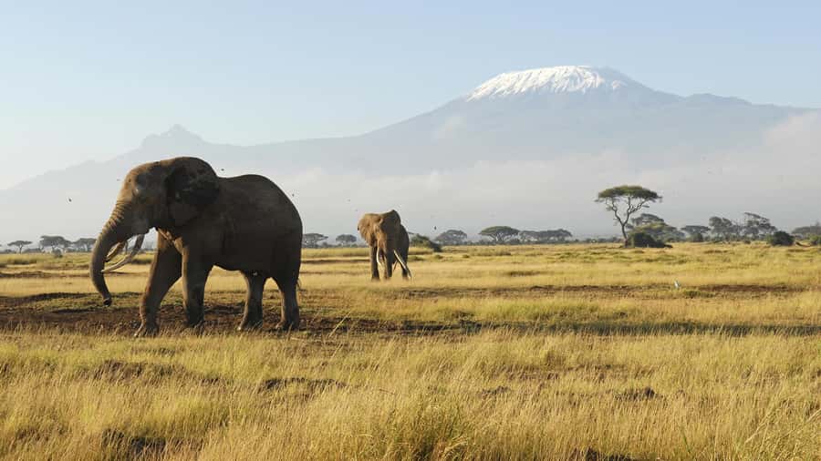 2 Days Group tour to Amboseli Using Landcruiser 4x4 Jeep - The Pop-Up Roof 4x4 Experience: Better Views Without the Strain