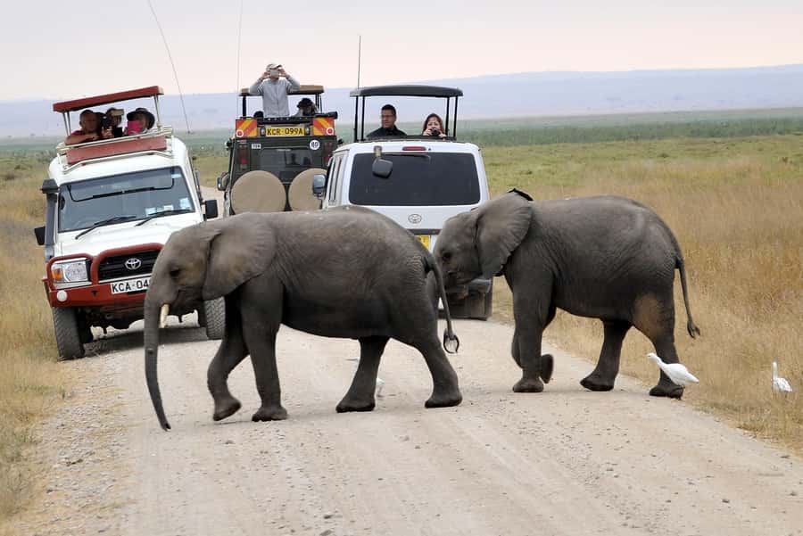 2 Days Group tour to Amboseli Using Landcruiser 4x4 Jeep - Day 2: Predators, Grazers, and a Smooth Return to Nairobi