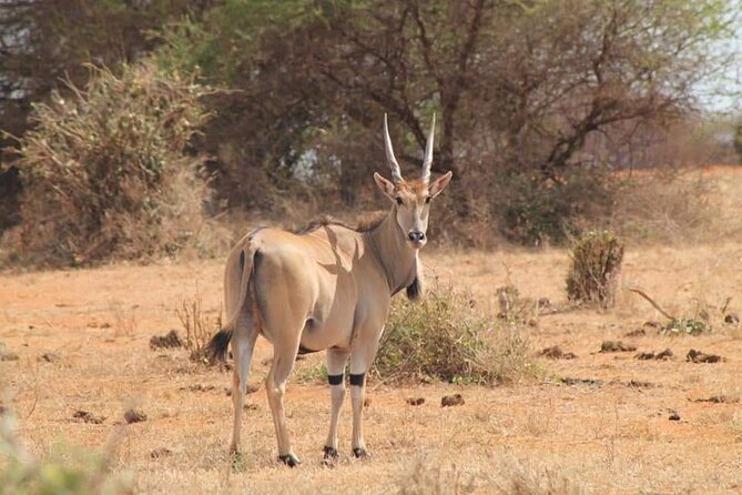 2 Days Kenya Safari special Tsavo East and Taita hills Saltlick from Mombasa - How the 05:25 Departure Sets Up Your Wildlife Odds