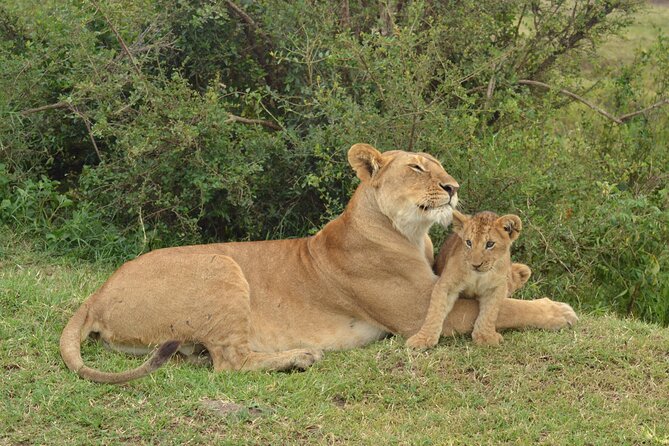 2 Days Kenya Safari special Tsavo East and Taita hills Saltlick from Mombasa - Taita Hills Salt Lick on Day Two: The Reason You’ll Remember This
