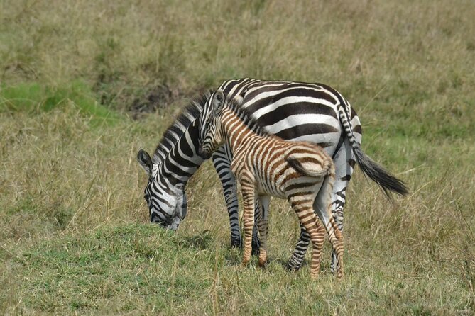 2 Days Kenya Safari special Tsavo East and Taita hills Saltlick from Mombasa - Guides Matter: Ali, Jemmy, and That Flexibility That Changes Everything