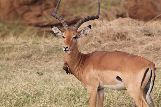2 Days Kenya Safari special Tsavo East and Taita hills Saltlick from Mombasa - Price and Value: Is $520 Per Person Reasonable for a 2-Day Safari?