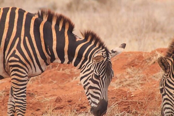 2 Days Kenya Safari special Tsavo East and Taita hills Saltlick from Mombasa - Small Details That Can Make or Break Your Day