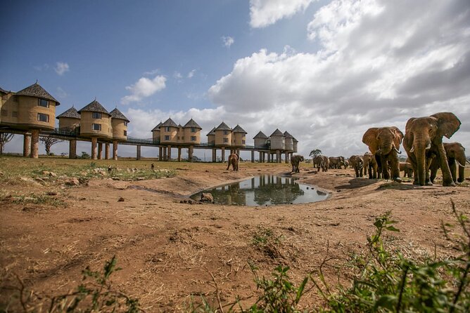 2 Days Kenya Safari special Tsavo East and Taita hills Saltlick from Mombasa - Day One Game Drives: What to Look for Before Lunch and After