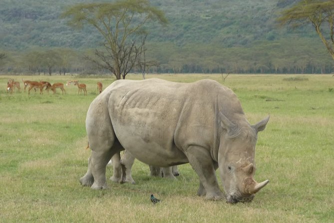 2 Days Lake Nakuru N/P - Key things I’d highlight before you go