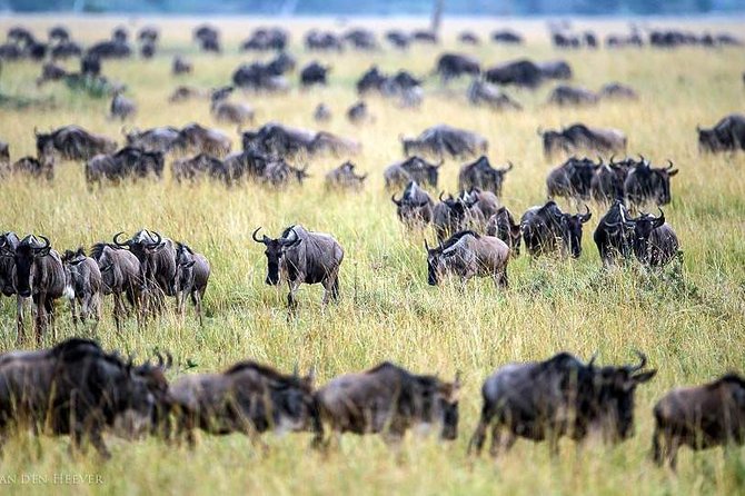 2 Days Masai Mara Private Safari From Nairobi - Two Days In Masai Mara, Without One Long Day Burnout