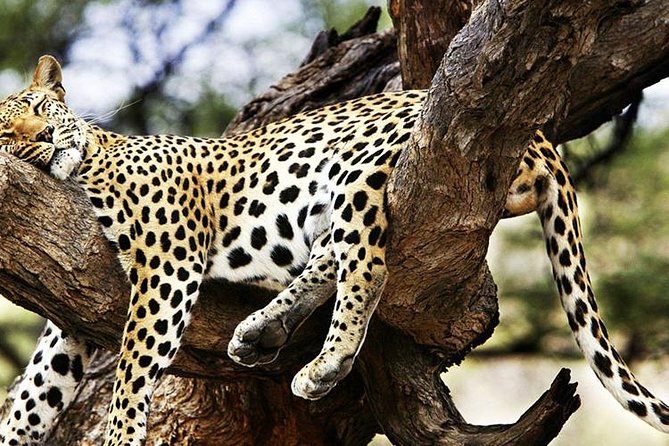 2 Days Masai Mara Private Safari From Nairobi - Day 2: 6:00 Wake-Up, Breakfast, and the 2-Hour Morning Drive