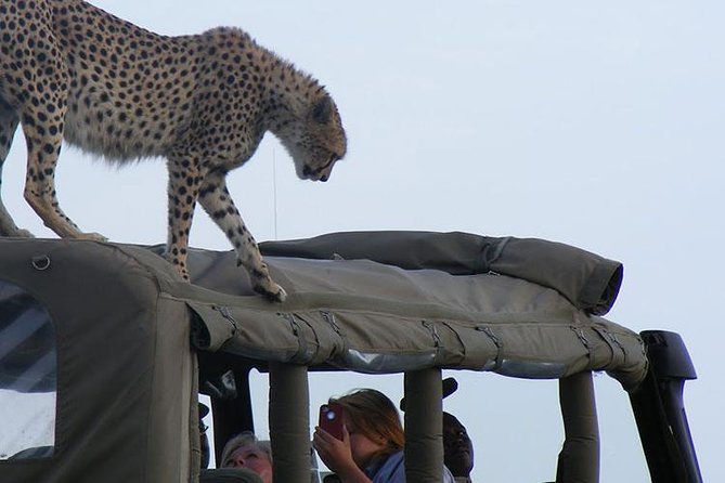 2 Days Masai Mara Private Safari From Nairobi - What You Can See: Big Five Chances and Mara Favorites