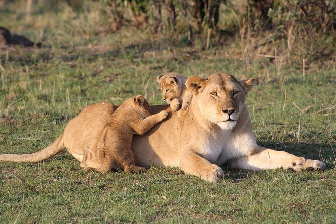 2 Days Masai Mara Private Safari From Nairobi - Price and Value: What $750 Covers, and What You Still Pay