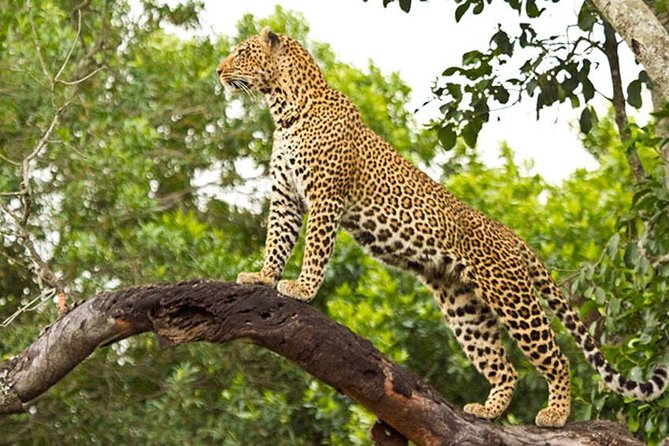 2 Days Masai Mara Private Safari From Nairobi - Day 1: Arrival, Lunch, and Your Afternoon Game Drive