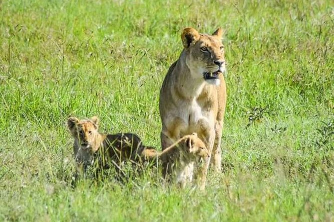 2 Days safari of Masai Mara - Key highlights at a glance