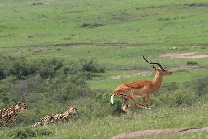 2 Days safari of Masai Mara - The 6:30 am start and Narok drive that sets you up