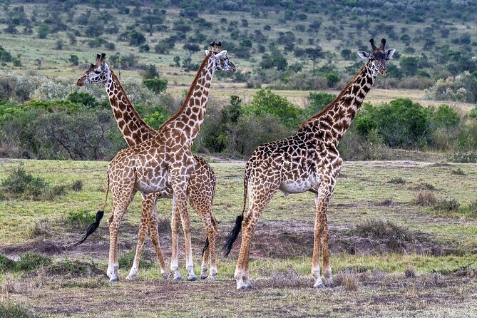 2 Days safari of Masai Mara - Day 2 morning drives and the balloon choice (weather permitting)
